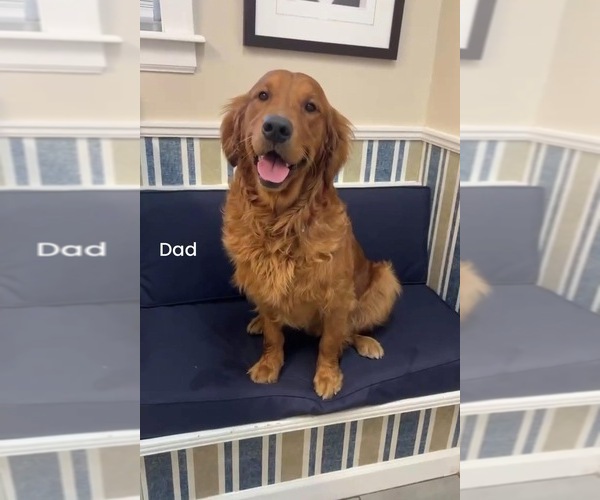 Medium Photo #1 Golden Retriever Puppy For Sale in WESLEY CHAPEL, FL, USA