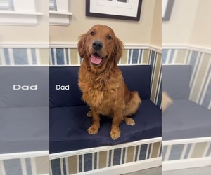 Father of the Golden Retriever puppies born on 03/26/2026