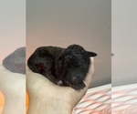 Small #1 Poodle (Standard)