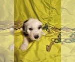 Small Photo #24 Sheepadoodle Puppy For Sale in THORNDALE, TX, USA