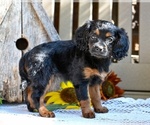 Small #1 Cavapoo