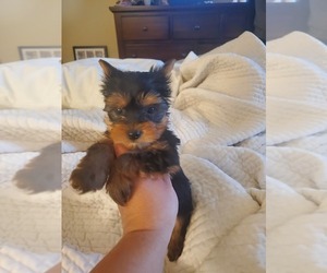 Yorkshire Terrier Puppy for sale in SALEM, OR, USA