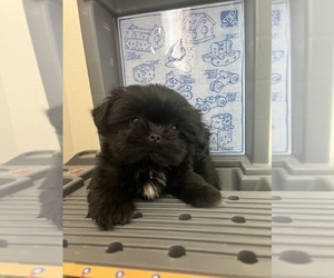 Shih Tzu Puppy for sale in INDIO, CA, USA