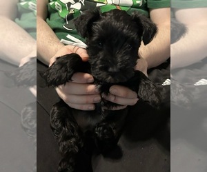 Schnauzer (Miniature) Puppy for sale in NEWBURGH, IN, USA