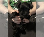 Image preview for Ad Listing. Nickname: Raven