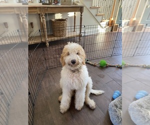 Double Doodle Puppy for sale in FAYETTEVILLE, GA, USA