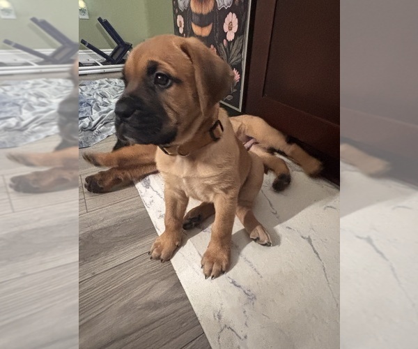 Medium Photo #15 Bullmastiff Puppy For Sale in JAY, FL, USA