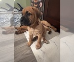 Small #14 Bullmastiff