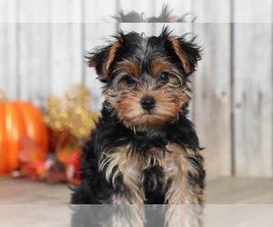 Yorkshire Terrier Puppy for sale in MOUNT VERNON, OH, USA