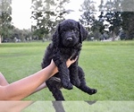 Small Photo #1 Australian Labradoodle Puppy For Sale in COLORADO SPRINGS, CO, USA