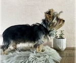 Small #7 Yorkshire Terrier