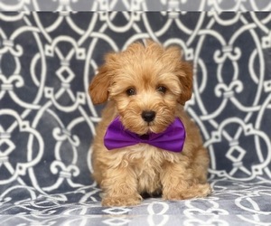 Poodle (Miniature)-Shorkie Tzu Mix Puppy for sale in LAKELAND, FL, USA