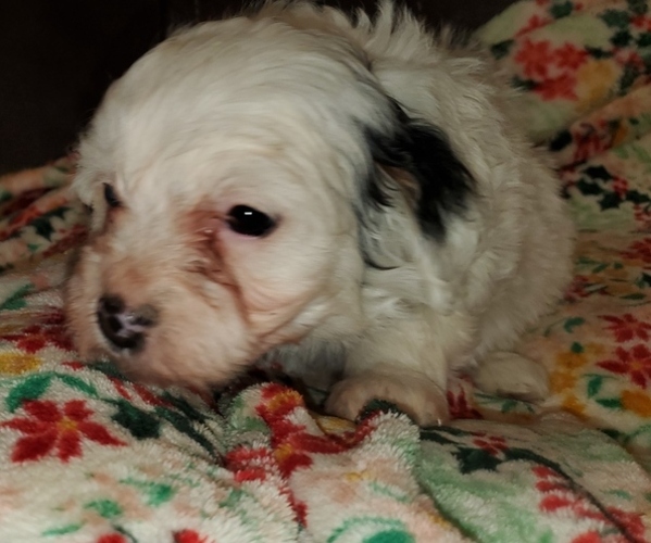 Medium Photo #30 Bernedoodle (Miniature) Puppy For Sale in LEETONIA, OH, USA
