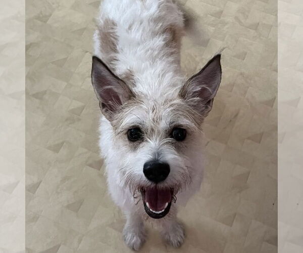 Medium Photo #2 Jack Russell Terrier-Unknown Mix Puppy For Sale in Batavia, OH, USA
