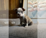 Puppy Puppy 9 Boston Terrier