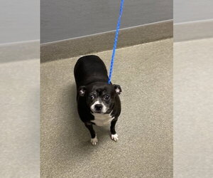 Chihuahua-Unknown Mix Dogs for adoption in Las Vegas, NV, USA