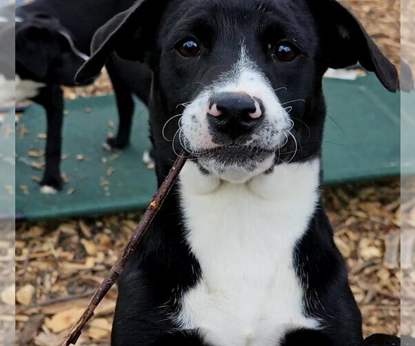 Medium Photo #2 - Mix Puppy For Sale in Bloomingdale, NJ, USA