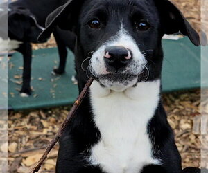 Regina - Female - Mix Dog for Adoption - Photo #2
