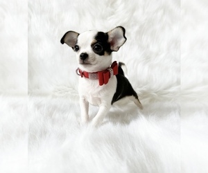 Chihuahua Dog for Adoption in SACRAMENTO, California USA