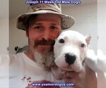 Small Photo #115 Dogo Argentino Puppy For Sale in PINEVILLE, MO, USA