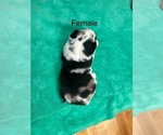 Puppy 2 Miniature Australian Shepherd