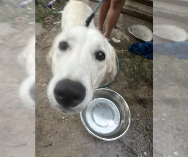 Medium Photo #1 Great Pyrenees-Unknown Mix Puppy For Sale in San Antonio, TX, USA