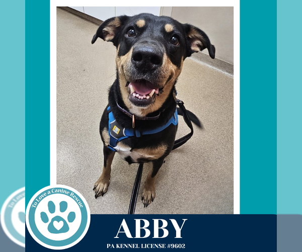 Medium Photo #6 Labrador Retriever-Unknown Mix Puppy For Sale in Kimberton, PA, USA