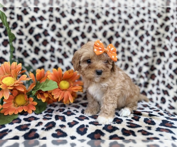 Medium Photo #2 Cavapoo (Miniature) Puppy For Sale in LAKELAND, FL, USA