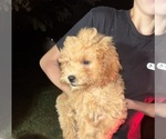 Puppy Jason Goldendoodle