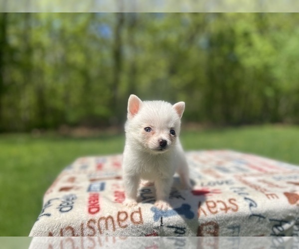 Medium Photo #11 Pomsky Puppy For Sale in DRACUT, MA, USA