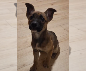 Mutt Dogs for adoption in Brooklyn Center, MN, USA