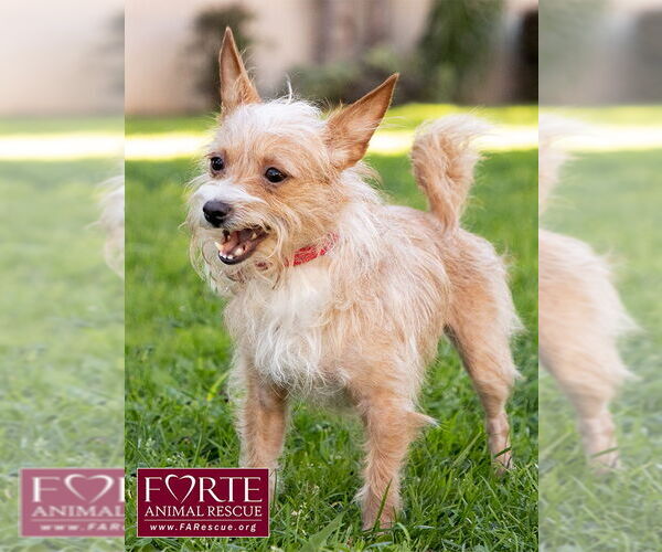 Medium Photo #6 Border Terrier-Chihuahua Mix Puppy For Sale in Marina del Rey, CA, USA