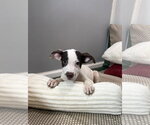 Small Photo #2 Aussie Siberian Puppy For Sale in Southbury, CT, USA