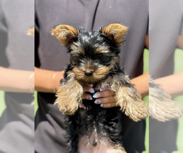 Medium Photo #5 Yorkshire Terrier Puppy For Sale in ARLINGTON, TN, USA