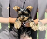 Small #4 Yorkshire Terrier
