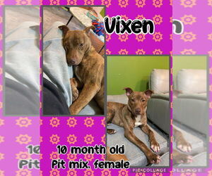 American Pit Bull Terrier-Unknown Mix Dogs for adoption in Jacksonville, NC, USA