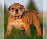 Puppy PORKCHOP AKC English Bulldog