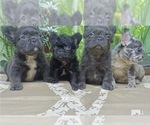 Small Photo #13 French Bulldog Puppy For Sale in FISHER ISLAND, FL, USA