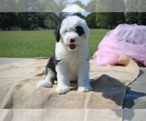 Old English Sheepdog Puppy for Sale in FAIR GROVE, Missouri USA