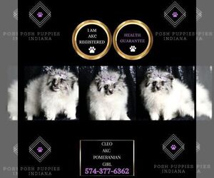 Medium Pomeranian