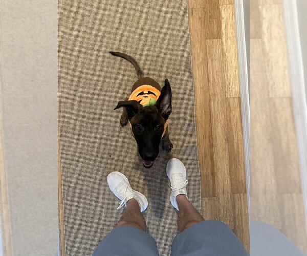 Medium Photo #3 Mutt Puppy For Sale in Imlay City, MI, USA