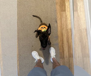 Fish Litter  - Tetra - Located in FL - Female Mutt Dog for Adoption - Photo #3