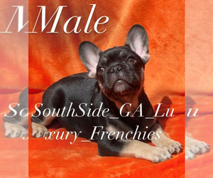 French Bulldog Litter for sale in MCDONOUGH, GA, USA