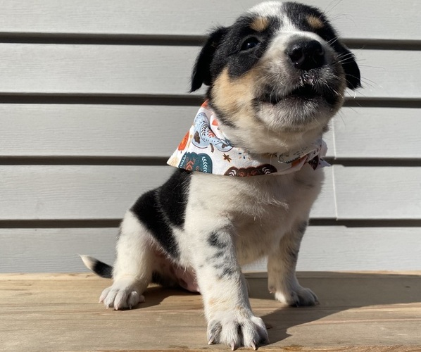 Medium Photo #7 Australian Cattle Dog Puppy For Sale in SMITHS CREEK, MI, USA