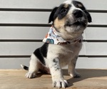 Mickey - Female Australian Cattle Dog Puppy for Sale - Photo #7