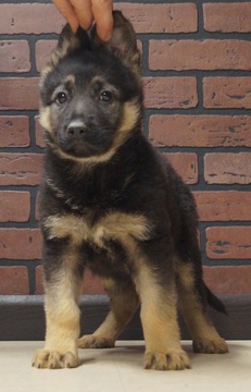 Medium Photo #4 German Shepherd Dog Puppy For Sale in NAPPANEE, IN, USA