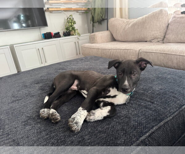 Medium Photo #13 Mutt Puppy For Sale in Holly Springs, NC, USA