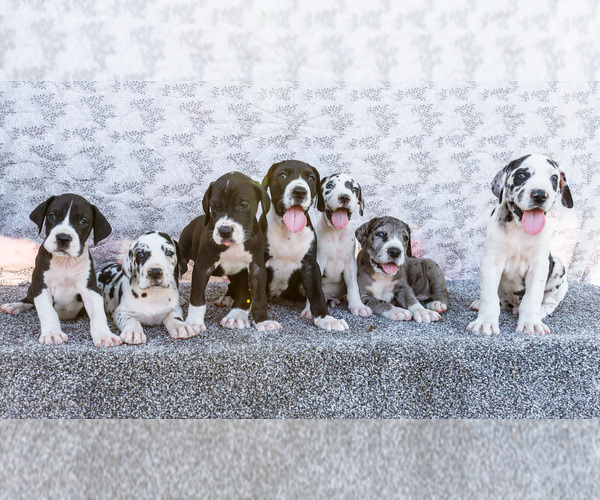 Medium Photo #1 Great Dane Puppy For Sale in WAKARUSA, IN, USA