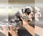 Small Photo #8 English Bulldog Puppy For Sale in DETROIT, MI, USA