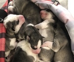 Small Photo #2 Siberian Husky Puppy For Sale in PERRY, KS, USA